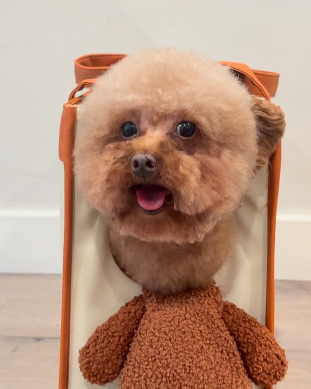 Peek-a-Boo Dog & Cat Purse for Small/Medium Pets – Travel Carrier with Leash Clip & Peek Window Viral on TikTok!